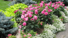 Quais os 10 piores erros da jardinagem que podem matar suas plantas